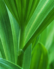 Beyond Organics uses All Natural, Plant-Based Ingredients in all of our products