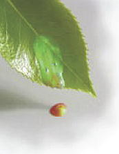 Beyond Organics "Just-one-Dew Drop" is all you need